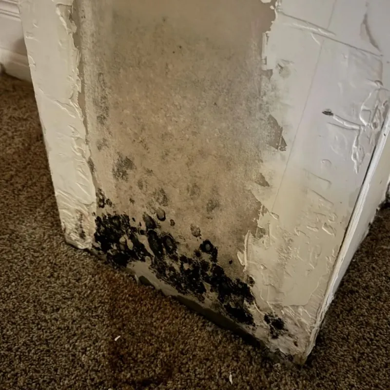 Professional Mold Removal in Central Garage, VA